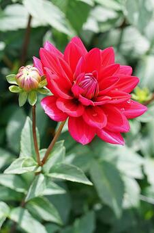 宝塚ダリア園　秋　ダリア783　榛原の里 宝塚市,宝塚ダリア園,ダリアの写真素材