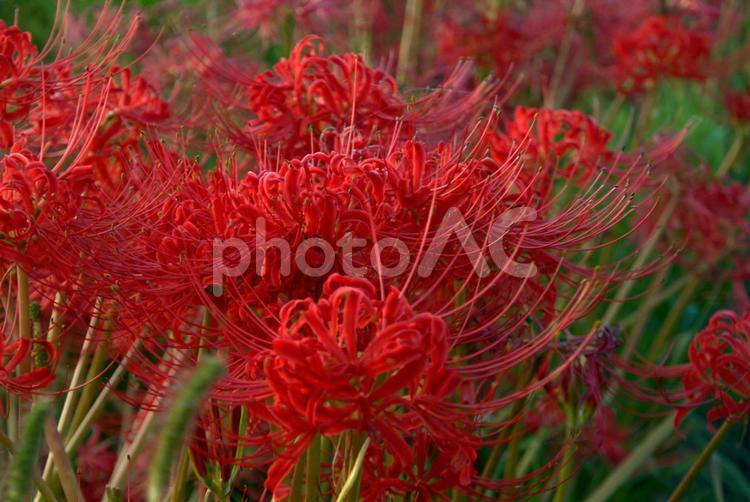 彼岸花　糸島の風景 彼岸花,糸島,秋の写真素材