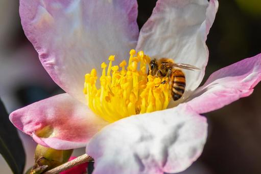 サザンカとミツバチ⒀の写真