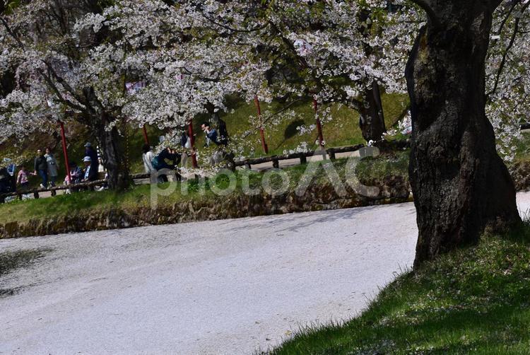 桜と桜池 ブランチ,人,何人もありませんの写真素材