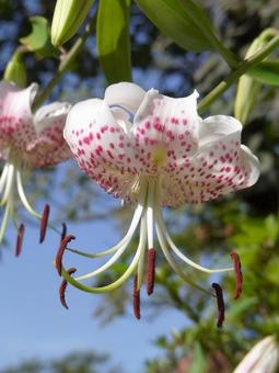 林の植え込みに咲くカノコユリ 林の植え込みに咲くカノコユリ カノコユリ,百合,花の写真素材