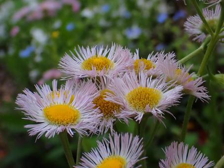 美しく咲くハルジオン 美しく咲くハルジオン ハルジオン,花,フラワーの写真素材