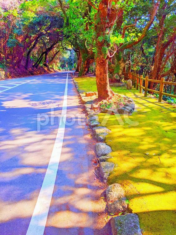 木漏れ日の道 風景,植物,道路の写真素材