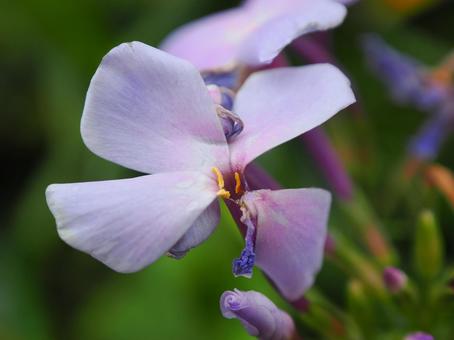 綺麗な花 綺麗な花の写真