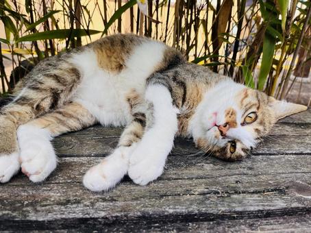 可愛いにゃんこ ねこ,ネコ,かわいいの写真素材