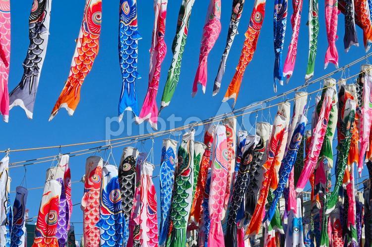 色鮮やかな多数の鯉のぼり 鯉のぼり,こどもの日,鮮やかの写真素材