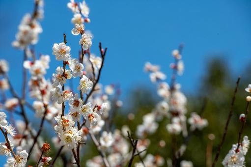 北摂の梅林 北摂の梅林の写真