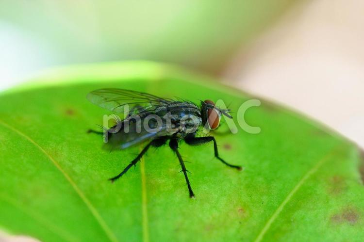 葉っぱの上のハエ ハエ,昆虫,自然の写真素材