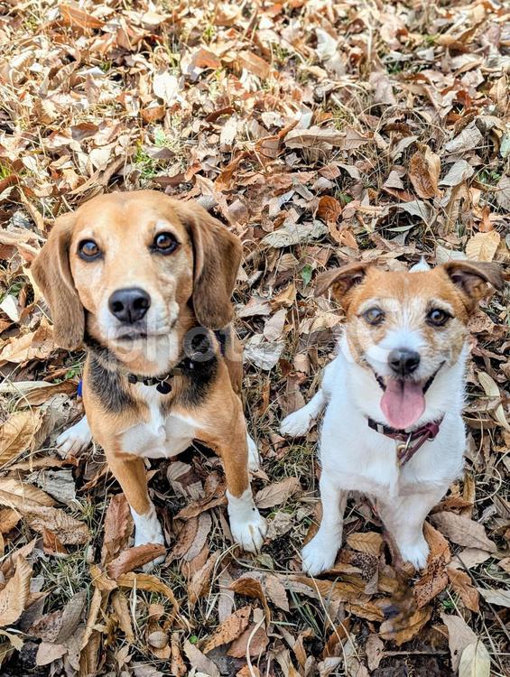 僕達お似合いでしょ 犬,ビーグル,ジャックラッセルテリアの写真素材