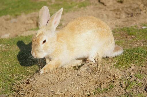 広島県大久野島の穴掘るウサギ1　兎素材 うさぎ,穴,掘るの写真素材