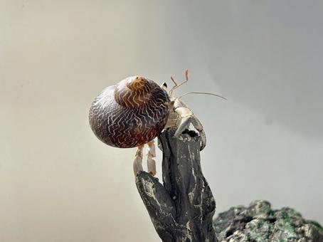 ヤドカリの複雑な足の動き ヤドカリの複雑な足の動き オカヤドカリ,ヤドカリ,ペットの写真素材