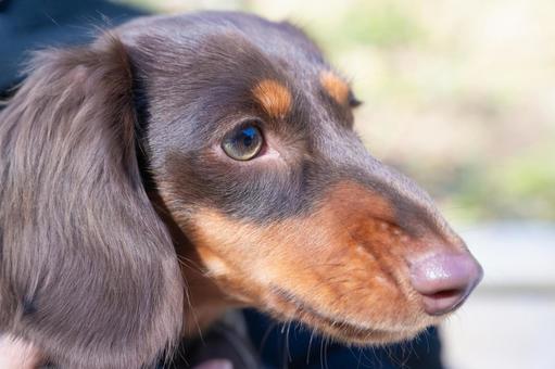 じっと何かを見つめるダックスフンド じっと何かを見つめるダックスフンド 犬,ダックスフンド,茶色の写真素材