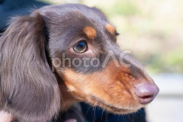 じっと何かを見つめるダックスフンド 犬,ダックスフンド,茶色の写真素材