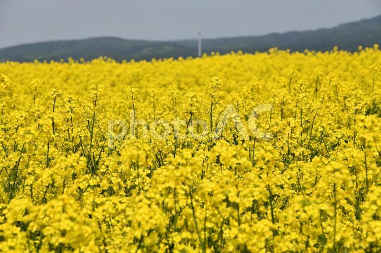 菜の花畑　背景　素材 菜の花,菜の花畑,春の写真素材