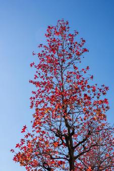 紅葉と秋空 紅葉と秋空の写真