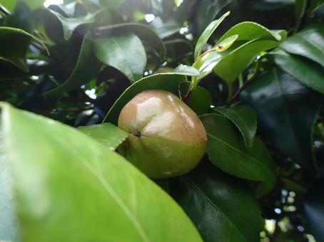 Photo, camellia seeds, natural, camellia, 