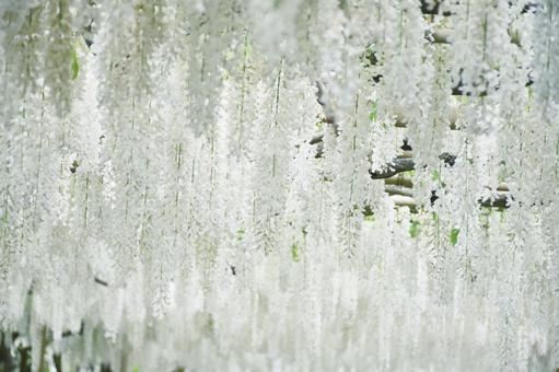 白の藤棚 白の藤棚 藤,白藤,藤の花の写真素材