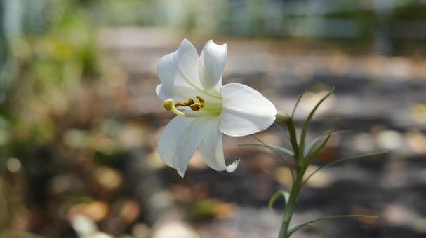 【花の写真】タカサゴユリ(高砂百合) 【花の写真】タカサゴユリ(高砂百合) タカサゴユリ,高砂百合,ユリの写真素材