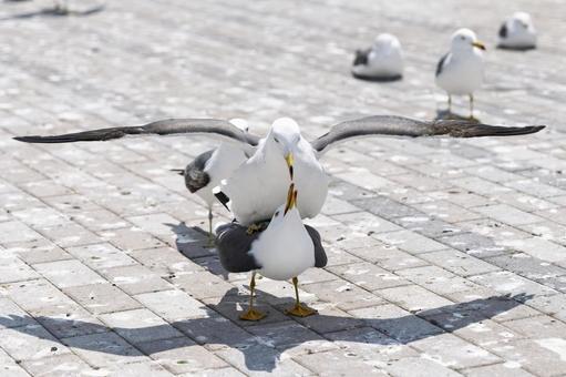 Photo, female cat, black-tailed gulls at kabushima shrine, two black-tailed gulls, 