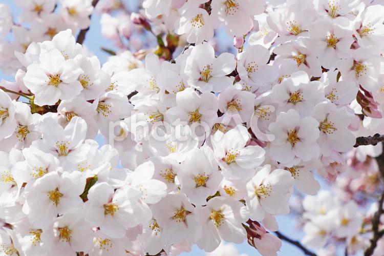 青空と満開の桜 さくら,桜,桜の花の写真素材