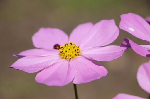 コスモス てんとう虫 コスモス,テントウムシ,花の写真素材