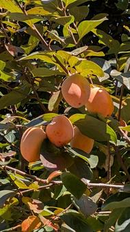 かき 柿,柿の実,柿の木の写真素材