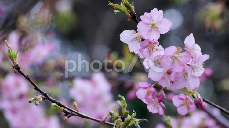 早咲き桜-581 桜,さくら,河津桜の写真素材