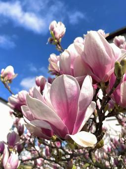 木蓮の花 モクレン,花,ピンクの写真素材