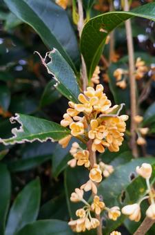 金木犀 金木犀,キンモクセイ,オレンジ色の写真素材