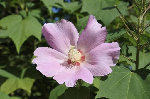 フヨウの花③ フヨウの花③の写真
