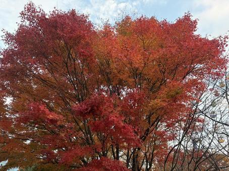 紅葉 木,綺麗,秋の写真素材