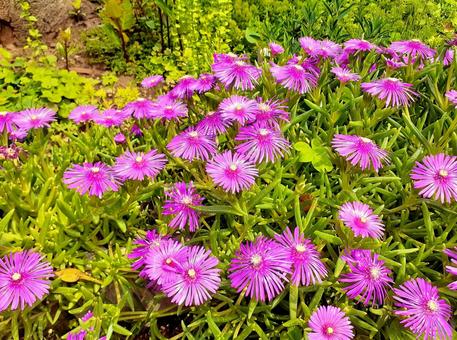 ピンクの花*庭のマツバギク ピンクの花*庭のマツバギク 花,ピンク,松葉菊の写真素材