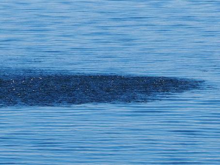 小魚の群れの素材写真の写真