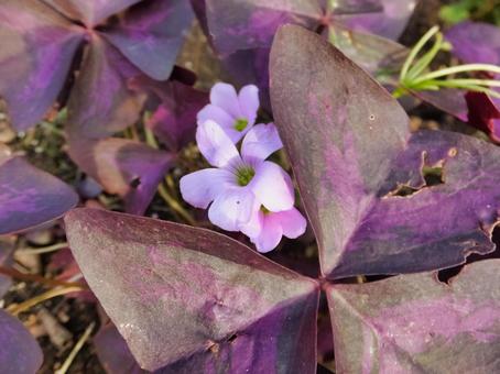 オキザリストライアングラリスの白い花 オキザリストライアングラリス,花,春の写真素材