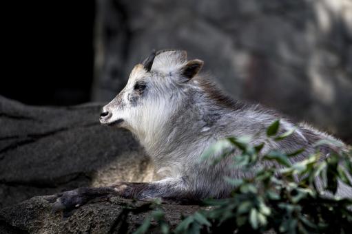 カモシカ カモシカ,ニホンカモシカ,野生動物の写真素材