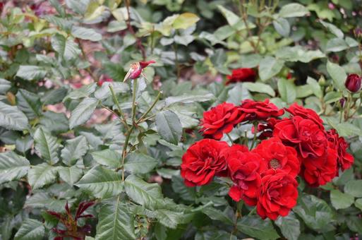 植物・花 美しいバラ 薔薇 庭 開花 植物・花 美しいバラ 薔薇 庭 開花の写真