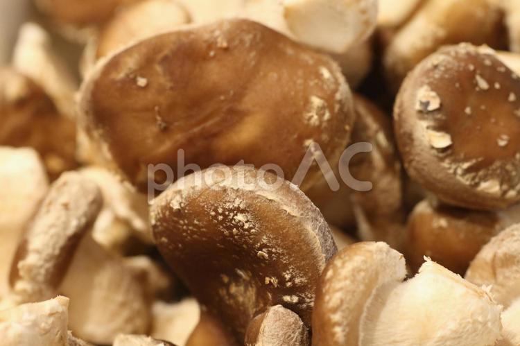 栽培中に間引いた小ぶりな椎茸 椎茸,きのこ,山の写真素材