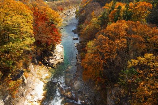 紅葉の渓谷 紅葉の渓谷 紅葉,渓流,川の写真素材