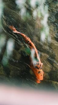 鯉 鯉の写真