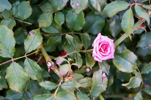緑の葉に囲まれたピンクの薔薇 薔薇,バラ,花の写真素材