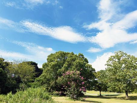 良く晴れた日の公園の風景 良く晴れた日の公園の風景 空模様,空,雲の写真素材