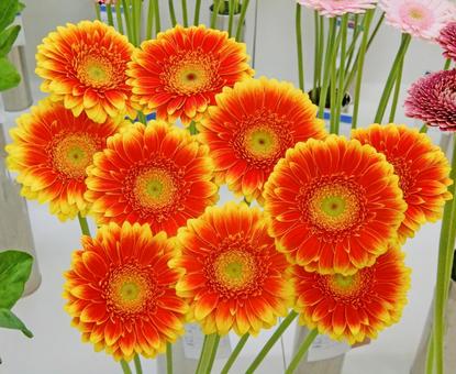 Photo, gerbera, orange, flower, 