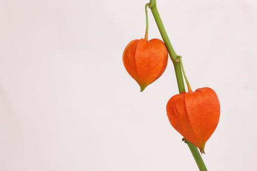 ほおずき ほおずき の写真