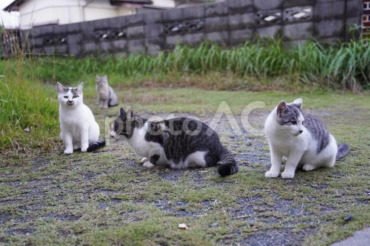 地域ねこの子供たち 猫,地域ねこ,庭の写真素材