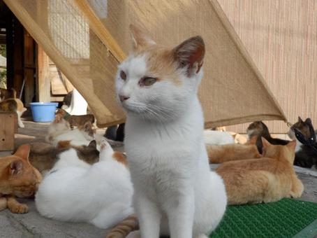 かわいい野良猫 猫,癒し,にゃんこの写真素材