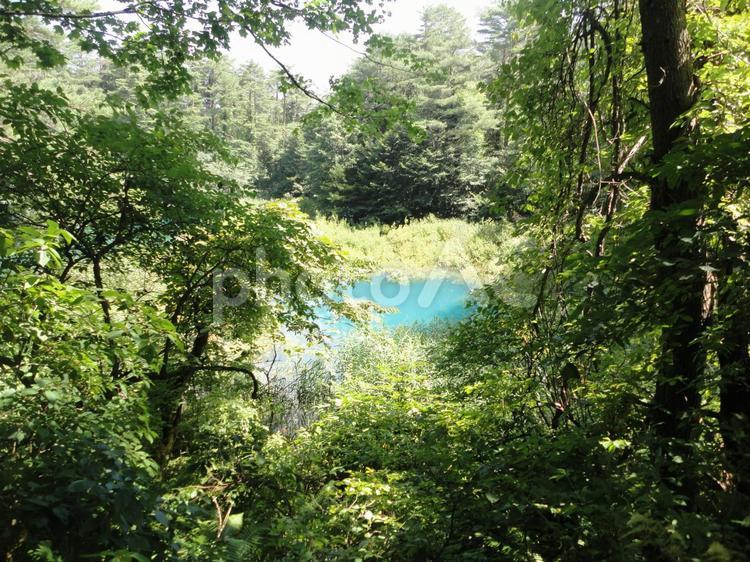 五色沼の木漏れ日 五色沼,泉,湖の写真素材