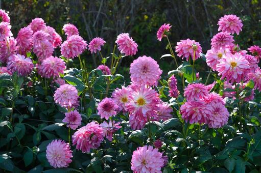 ピンクのダリアの花畑 ダリア,花,ピンクの写真素材