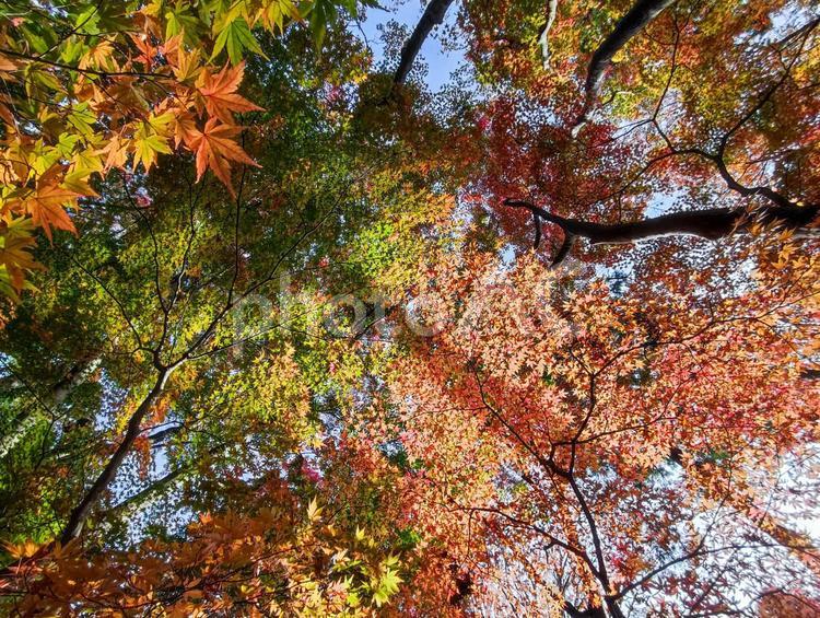 紅葉の森を見上げる 紅葉,もみじ,楓の写真素材