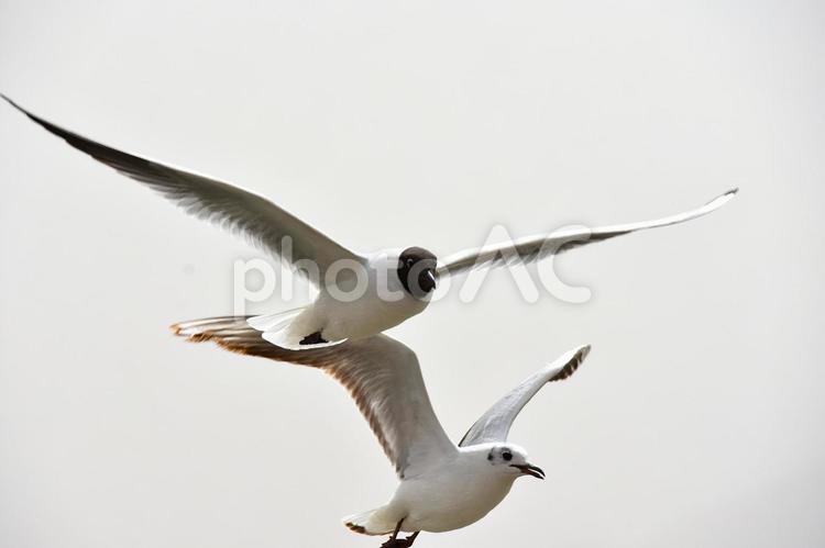 湖畔を羽ばたくカモメ 動物,鳥類,鳥の写真素材
