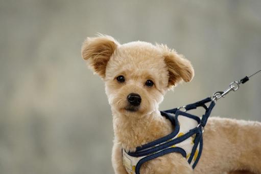 見つめるワンコ（ミックス犬） 犬,ミックス犬,可愛い犬の写真素材